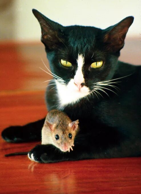 Котенок мышь. Кошки-мышки. Кошка и мышь. Кошка с мышью. Котенок с мышкой.