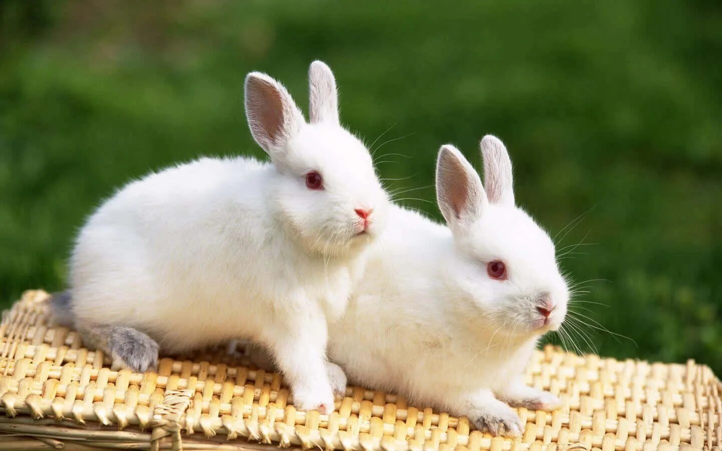 Карликовый Русак кролик. Белый кролик. Заяц белый. Домашние животные кролик.