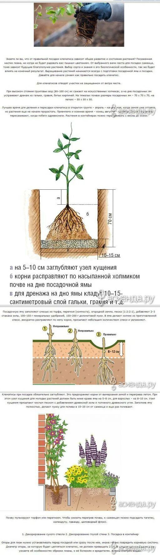 Высадка клематиса в грунт. Клематис посадка. Посадка клематиса. Посадка клематиса весной в открытый грунт. Корневая система клематиса схема.