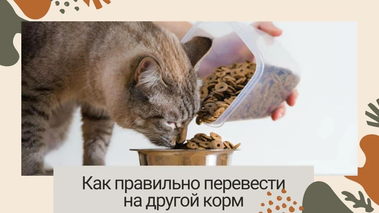 Как легко перевести своего питомца на корм Elato Holistic? Нередко владельцы кош
