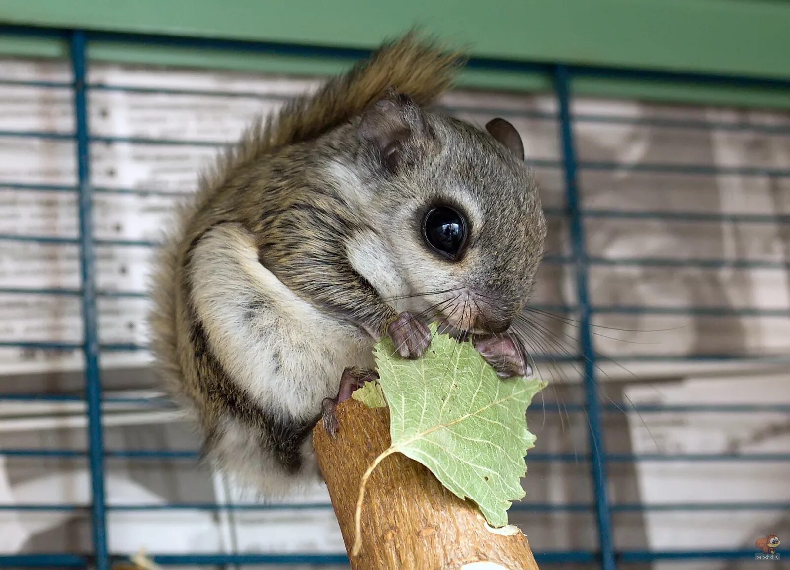 Можно животные. Лиса фенек. Фенек (лисенок). Можно животные. Фенек щенок.