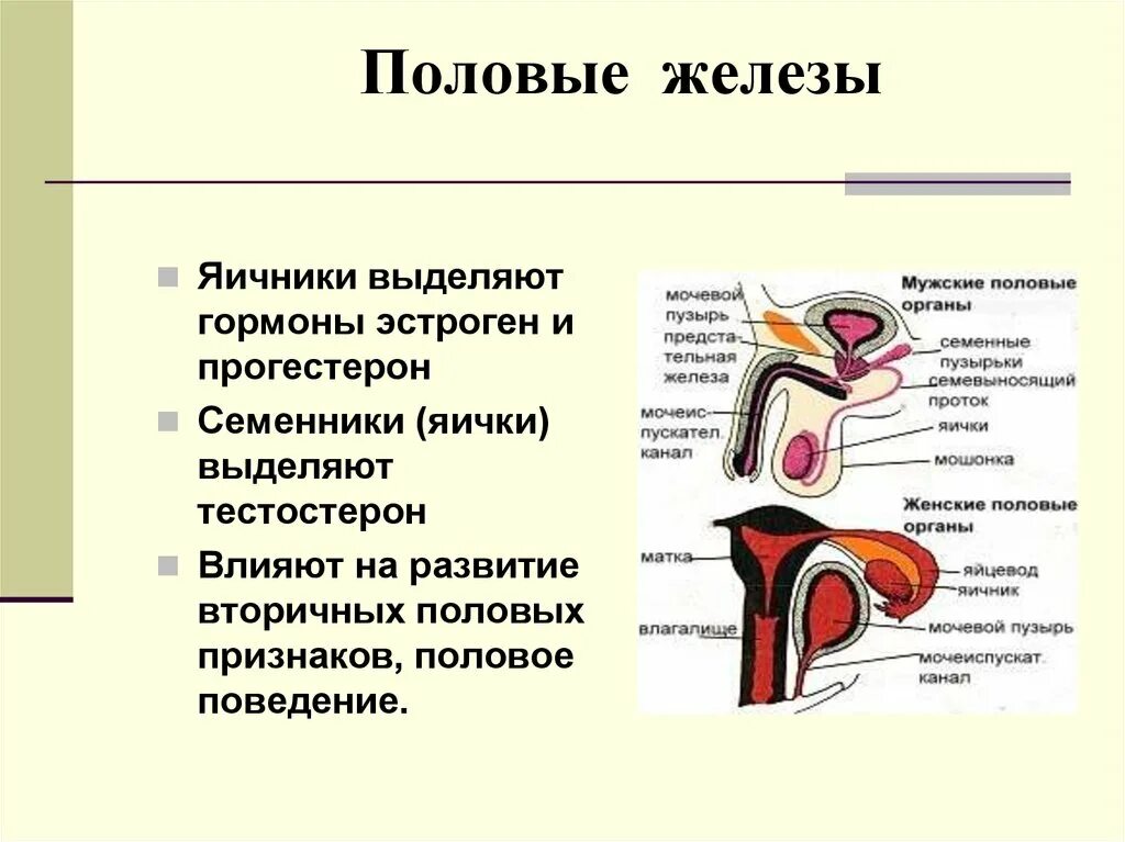 1 мужские половые железы. Половые железы. Мужские и женские половые железы. Что выделяют половые железы. Половые железы расположение и строение.