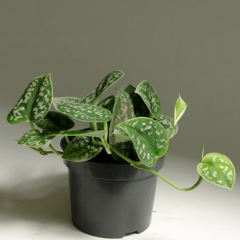 Сциндапсус pictus. Сциндапсус фото и название сорта. Лиана сциндапсус эпипремнум. Сциндапсус марбл квин. Сциндапсус фото и название сорта.