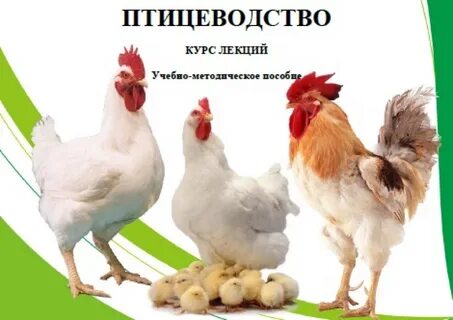 День птицеводства