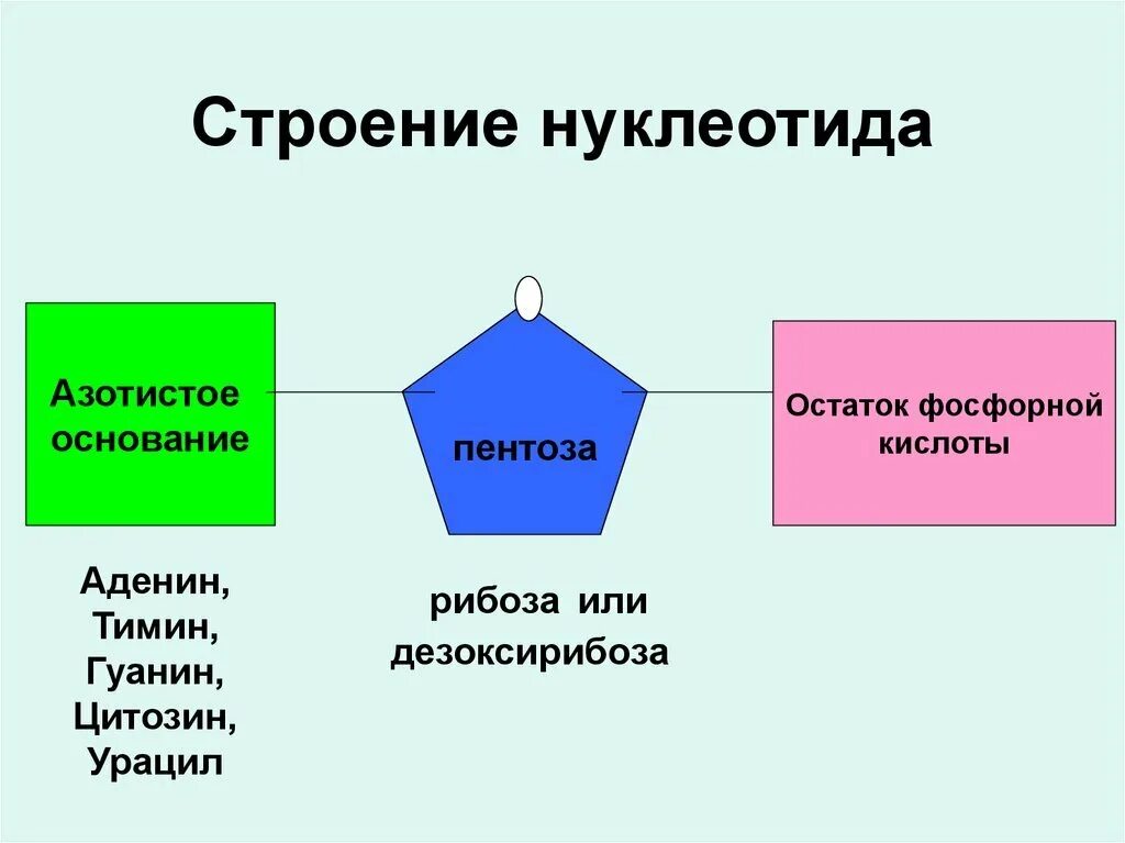 Схема строения нуклеотида рнк. Нуклеотидный остаток днк. Структура нуклеотидов биохимия. Строение нуклеотида днк. Нуклеотид основная структурная единица.