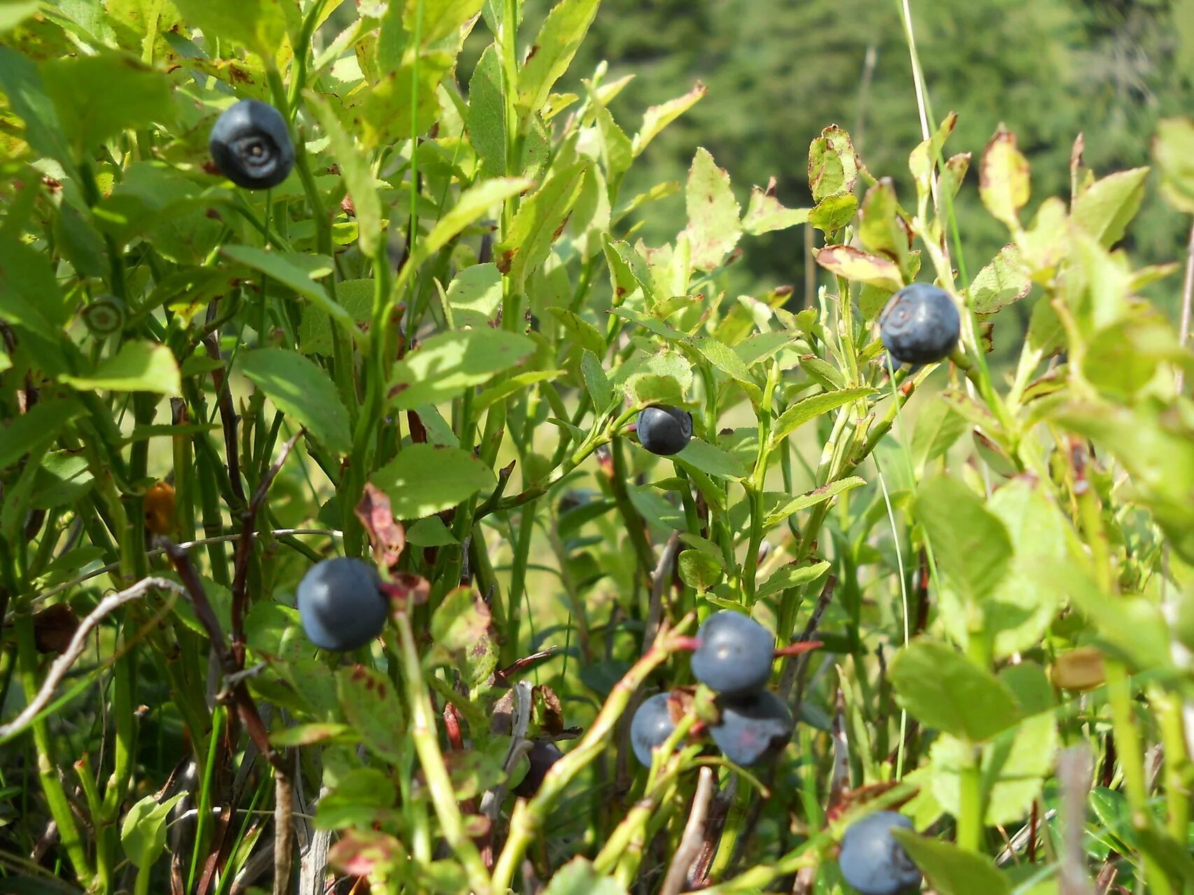 Vaccinium myrtillus - черника обыкновенная. Черноголовка черника. Черника в подмосковье 2024. Черника в подмосковье 2024. Березовик черничник.