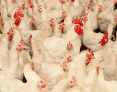 Chicken новая новая