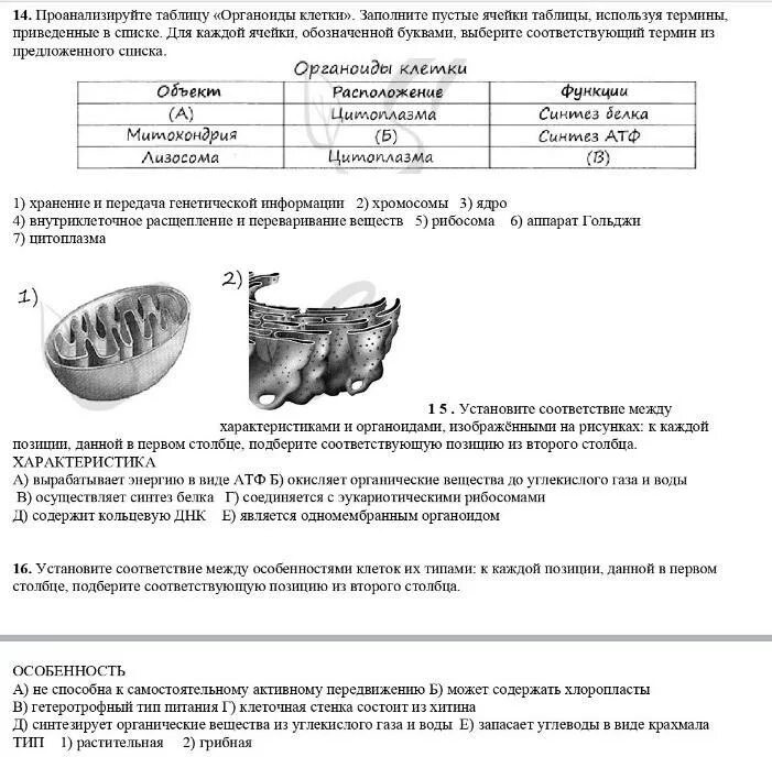 Строение клеток тест с ответами