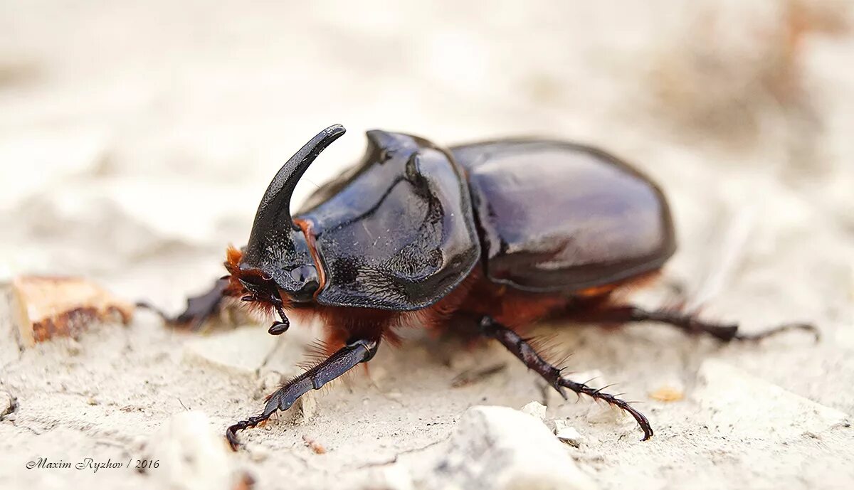 Жуки Oryctes. Oryctes nasicornis latipennis. Насекомые Жук носорог. Жук носорог большой. Большие жуки насекомые