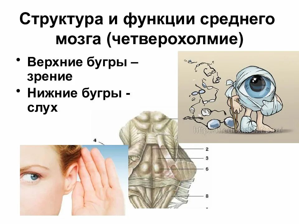 Пары слов проверочное и проверяемое. Слово холмик. Слово холмик. Слово холмик. Слово холмик.