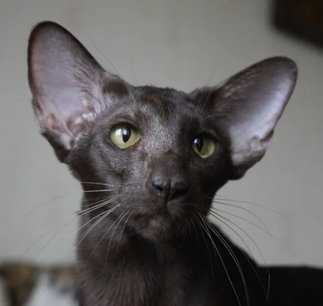 Черный ориентальный кот. Ориентал эбони. Ориентальная короткошерстная. Ориентальная восточная короткошерстная кошка. Кошки ориенталы фото.