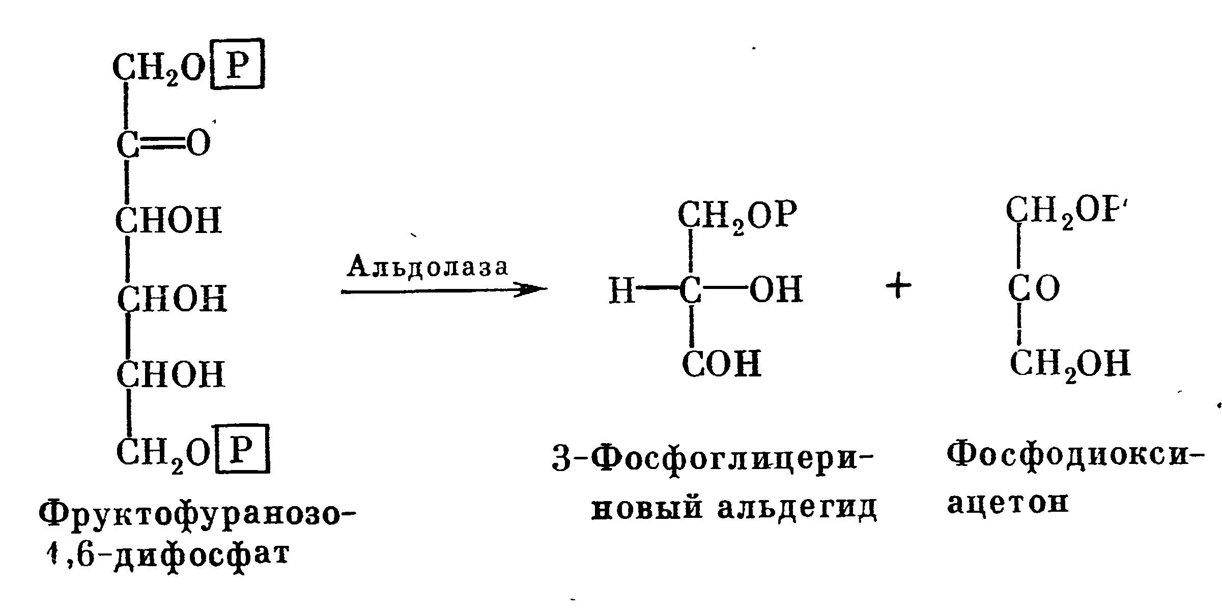 Фруктозо 1 6 дифосфатальдолаза. Фруктозо 1 6 дифосфат 3 фосфоглицериновый альдегид. Фруктозо-6-фосфат фруктозо-1.6-дифосфат. Превращение фруктозо-6-фосфата во фруктозо-1.6-дифосфат.