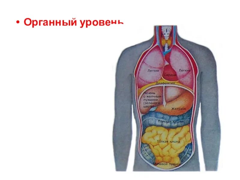 Органный уровень организации жизни. Органный уровень организации живой материи. Рисунок органного уровня организации. Функции органного уровня организации.