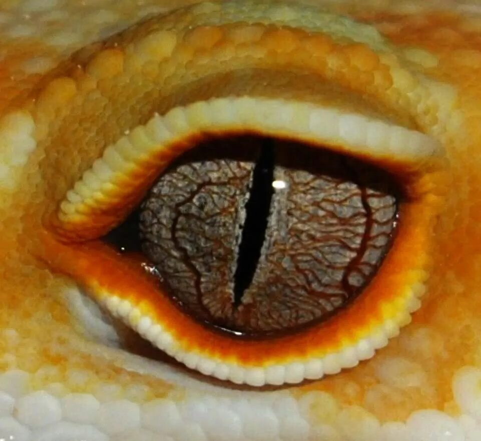 У змеи сросшиеся веки. Змеиный глаз эублефар. Эублефар глаза. Геккон эублефар глаза. Глаза эублефара.