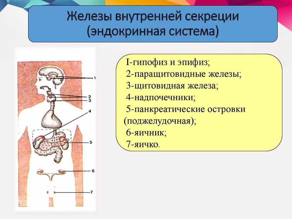 Эндокринная система железы внутренней и внешней секреции. .Система желез внутренней секреции. Функции. Эндокринная система биология 8 класс. Схема расположения желез внутренней секреции.