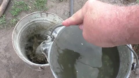 Ранняя подкормка