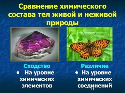 Сходный химический состав клеток всех живых организмов