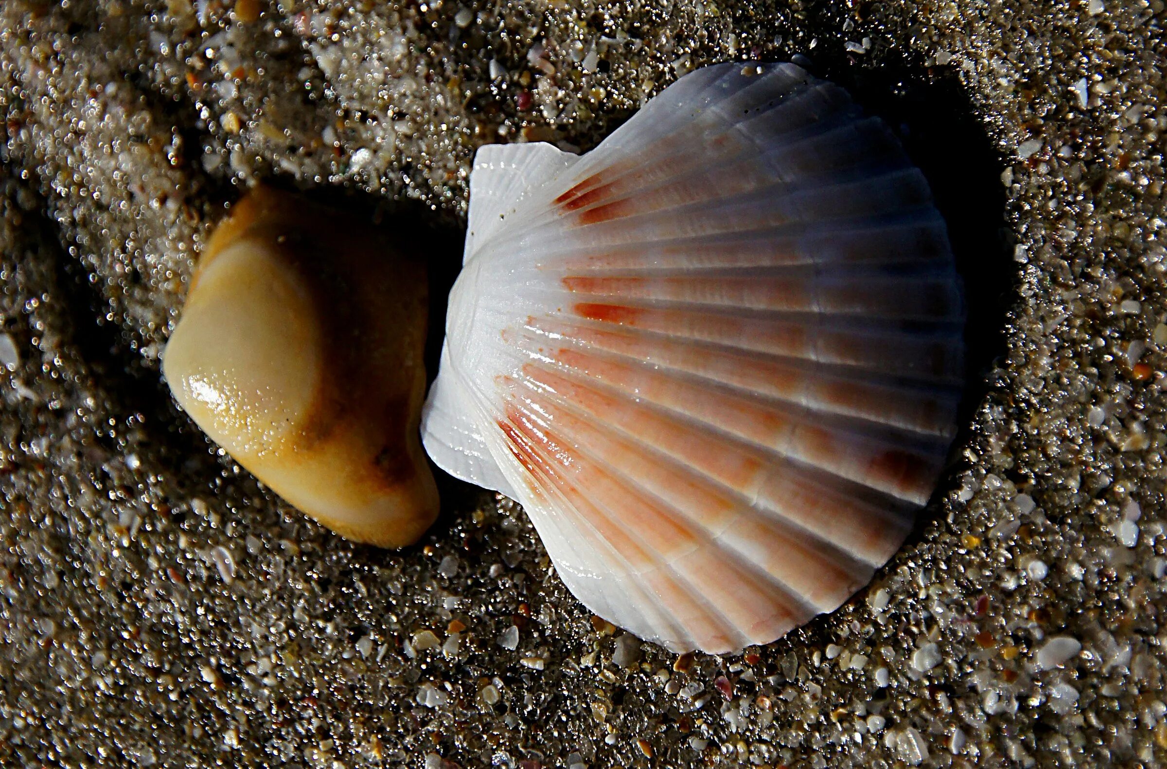 Морской гребешок Шелл. Scallop Shell раковина. Сахалинский гребешок. Моллюски, мидии, морские гребешки. Примета ракушка