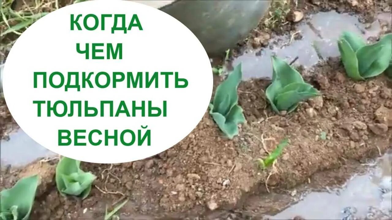 Подкормка тюльпанов весной для цветения. Подкормить тюльпаны. Удобрение для тюльпанов. Как и чем подкармливать тюльпаны весной. Чем подкормить тюльпаны весной.