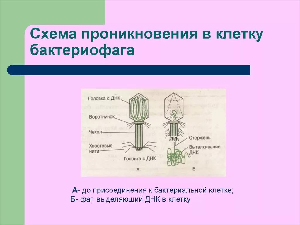 Как проникает в клетку бактериофаг. Схема бактериофага в бактериальной клетке.