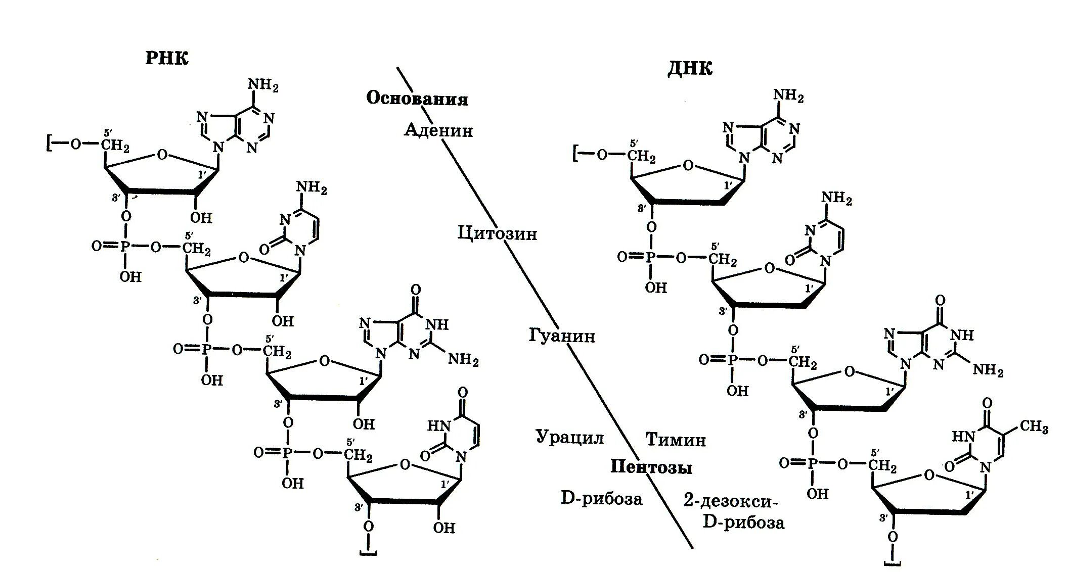 Структурная формула первичной структуры РНК. Первичная структура РНК биохимия. Первичная структура РНК формула. Фрагмент первичной структуры РНК И ДНК. Аденин рибоза три