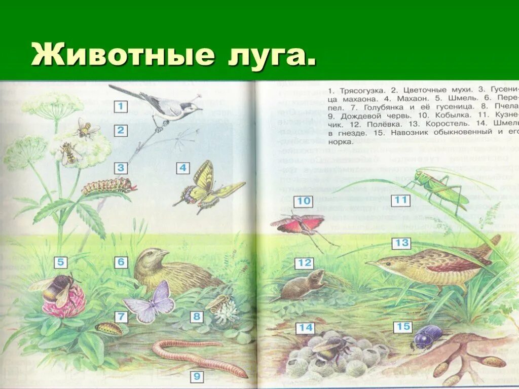 На лугу можно увидеть. Схема природного сообщества луг. Обитатели Луга. Природное сообщество луг. Природное сообщество луг обитатели.