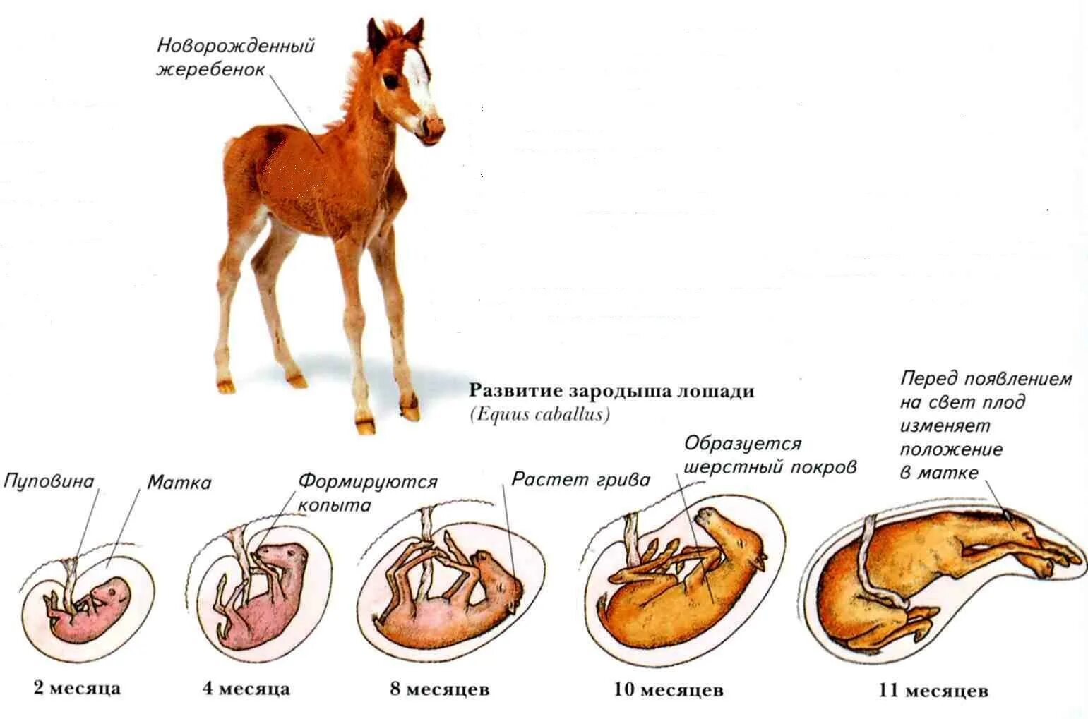 Где и как развивается плод млекопитающих. Цикл развития млекопитающих схема. Схема эмбрионального развития млекопитающего. Этапы развития эмбриона лошади. Схема размножения и развития млекопитающих.