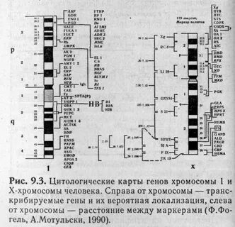 Принципы построения генетических карт хромосом