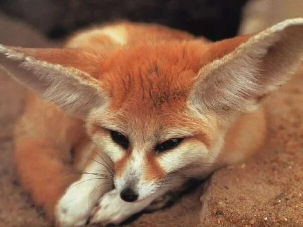 Лис лисица и лисенок. Как назвать лисичку. Лисица обыкновенная в австралии. Как назвать лисичку. Обои на рабочий стол лиса.