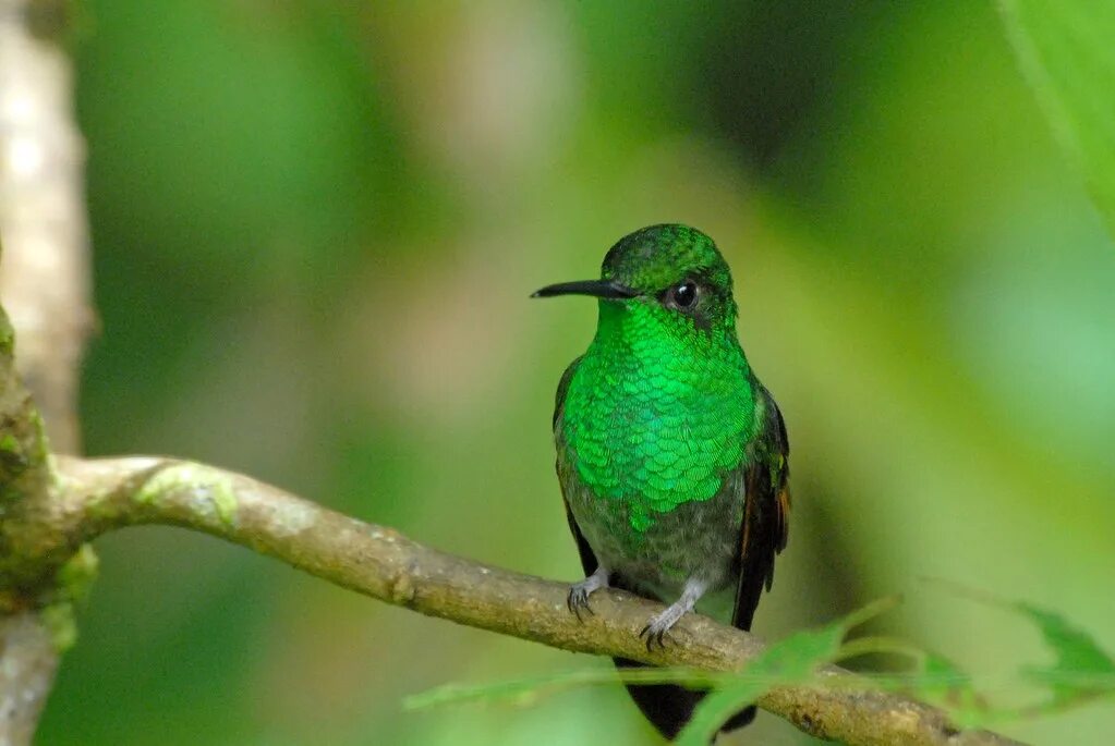 Черно зеленая птичка. Зеленая птица. Птица зелёного цвета. Темно зеленая птица. Птица с зеленым брюшком.