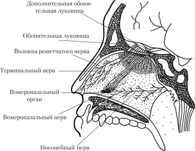 Обонятельная зона находится. Сошниково-носовой орган Якобсона. Вомероназальный орган анатомия. Вомероназальная обонятельная система. Схема строения обонятельной луковицы.