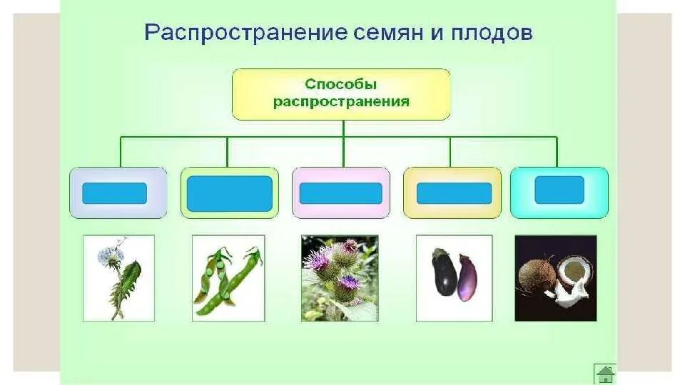 Схема способы распространения плодов и семян. Способыраспространения пордов и семян. Способы распространения плодов таблица. Распространение плодов и семян 6 класс биология. Способы распространения семян и плодов у растений.