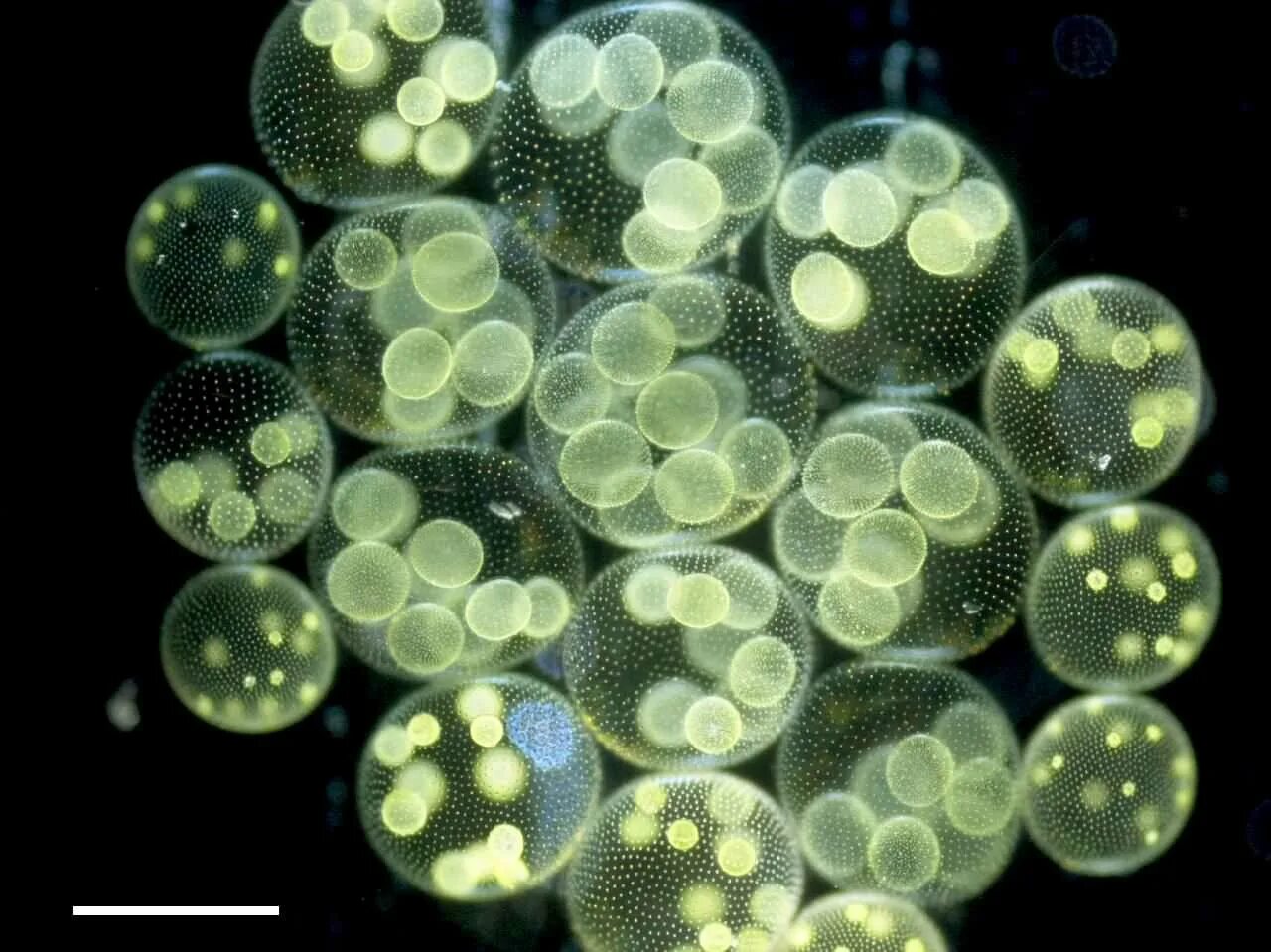 Колониальная одноклеточная водоросль. Фитопланктон вольвокс. Вольвокс золотистый. Колониальные водоросли вольвокс. Вольвокс это планктон.