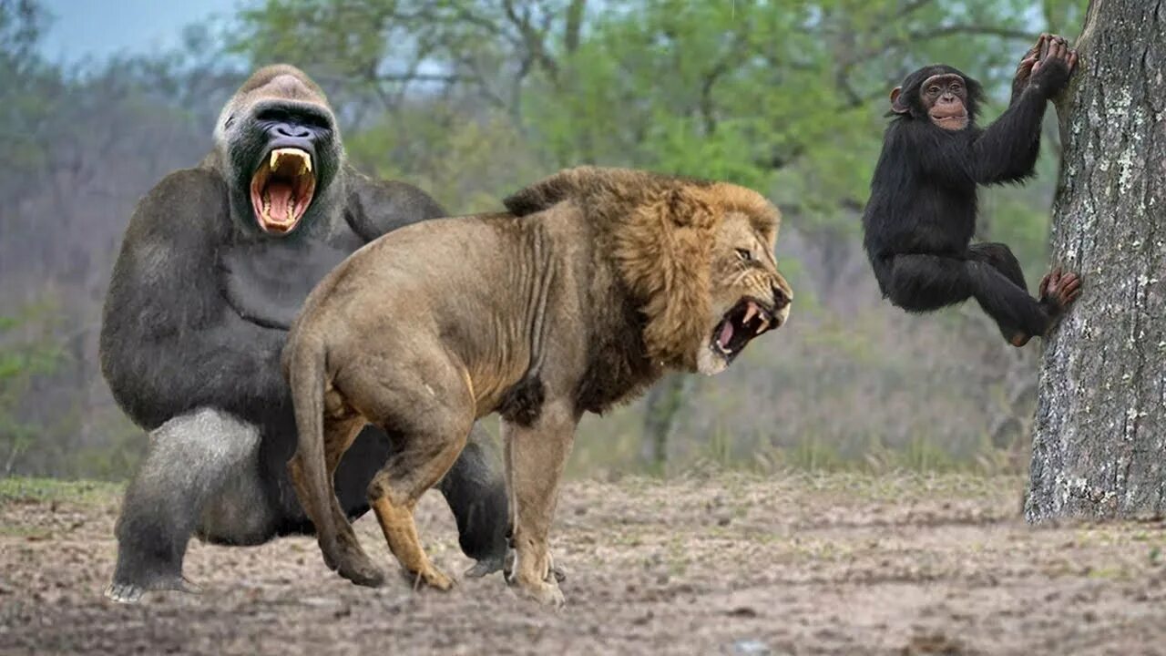 Кто сильнее медведь или горилла. Встреча с медведем. Горилла против носорога.