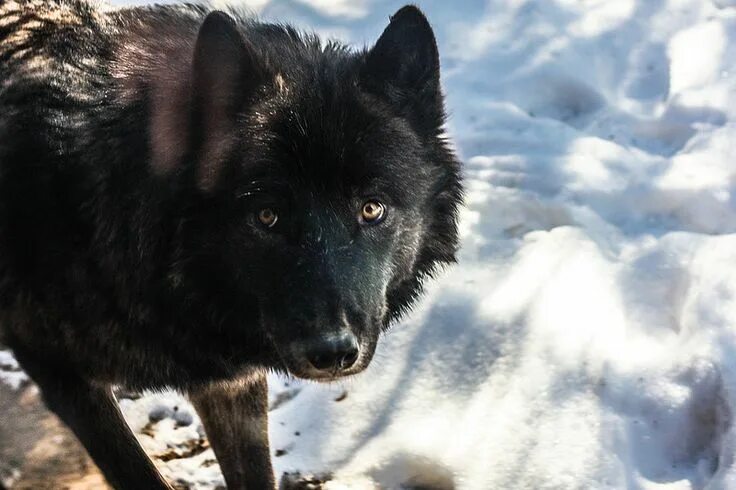 Cuddle with wolves Chien loup, Animaux les plus mignons, Loup noir