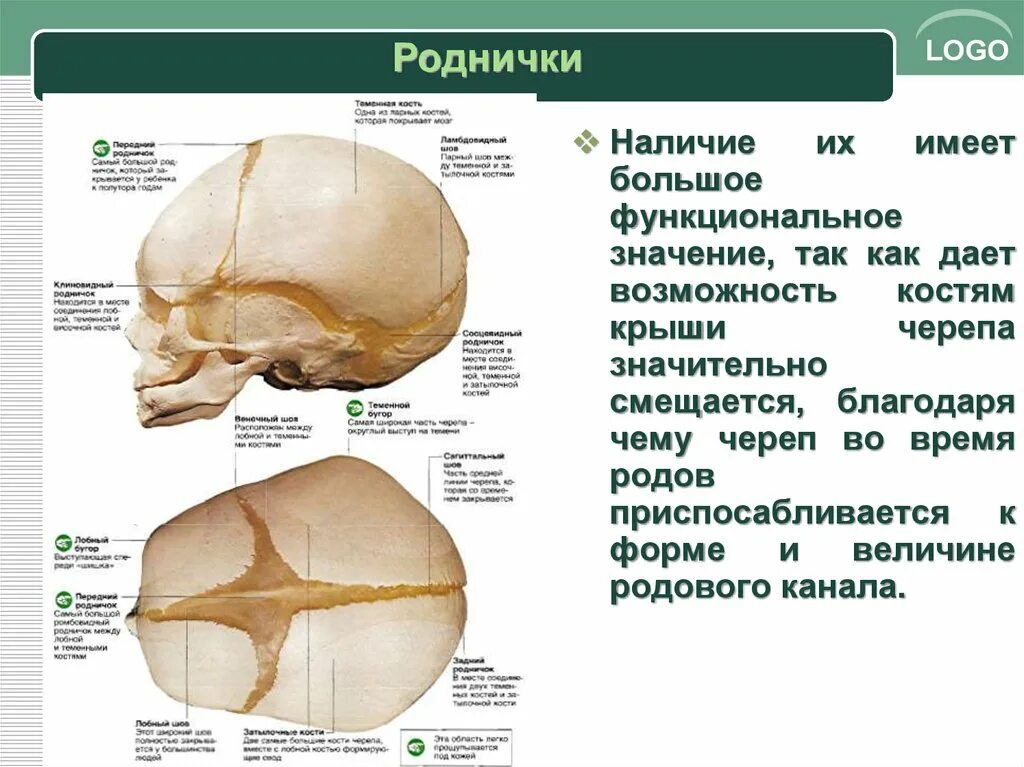 Какое соединение костей в черепе. Какое соединение костей в черепе