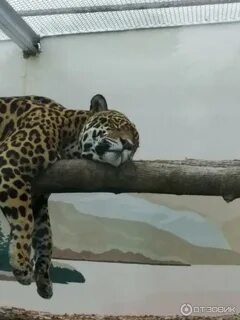 Работа зоопарка пенза