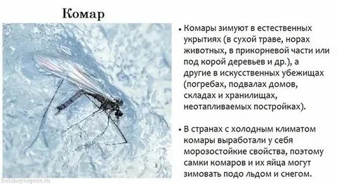 При какой температуре мухи впадают в спячку