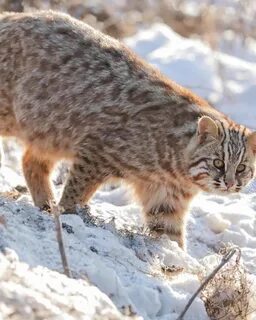 Амурский кот красная книга