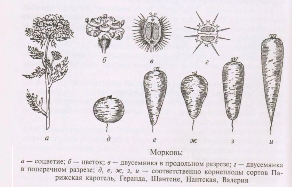 Схема морковка. Строение соцветия моркови. строение семени моркови. схема соцветия моркови дикой. схема строения корнеплода моркови.