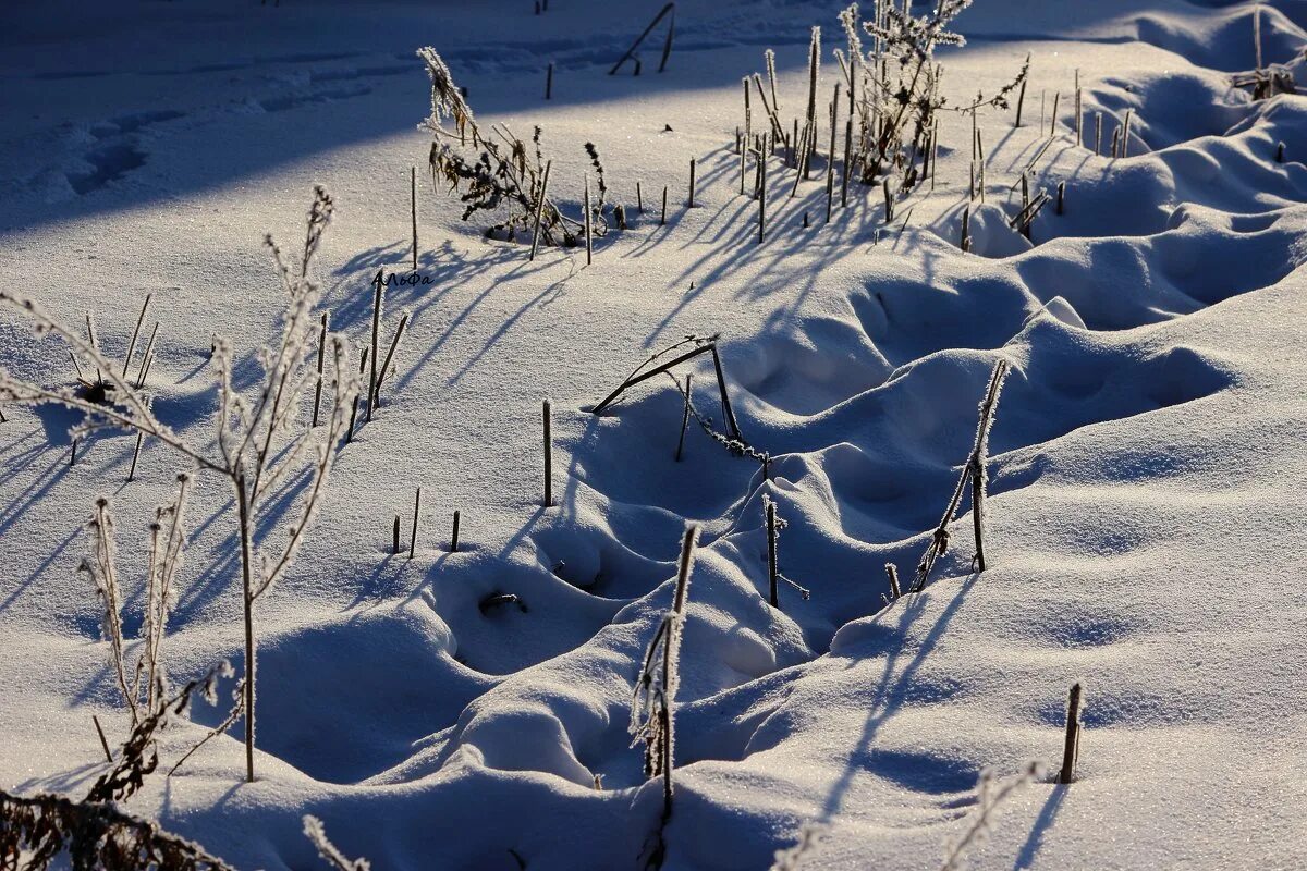 февраль следы. суровый след. заячьи следы. зимние следы. следы рассосахи на снегу.