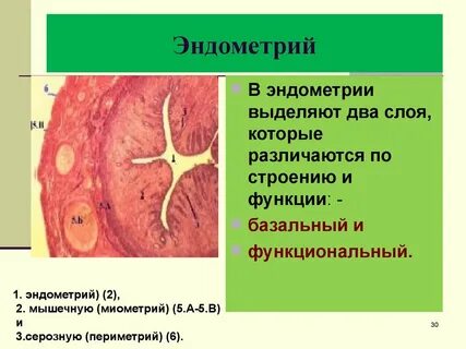 Матка функции