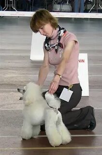 Выставка собак в калининграде