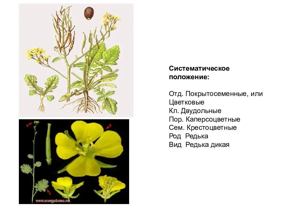 Систематика редьки. Систематика редьки. Редька дикая семейство класс. Редька дикая. Редька дикая ráphanus raphanístrum l.