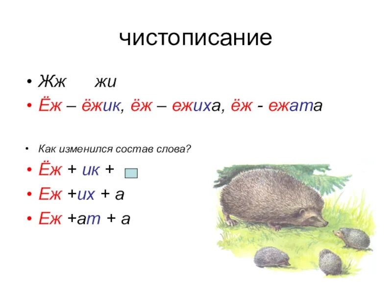 Состав слова ежика. Ежик суффикс. Суффикс еж. Ежик слово. Ежик по составу.