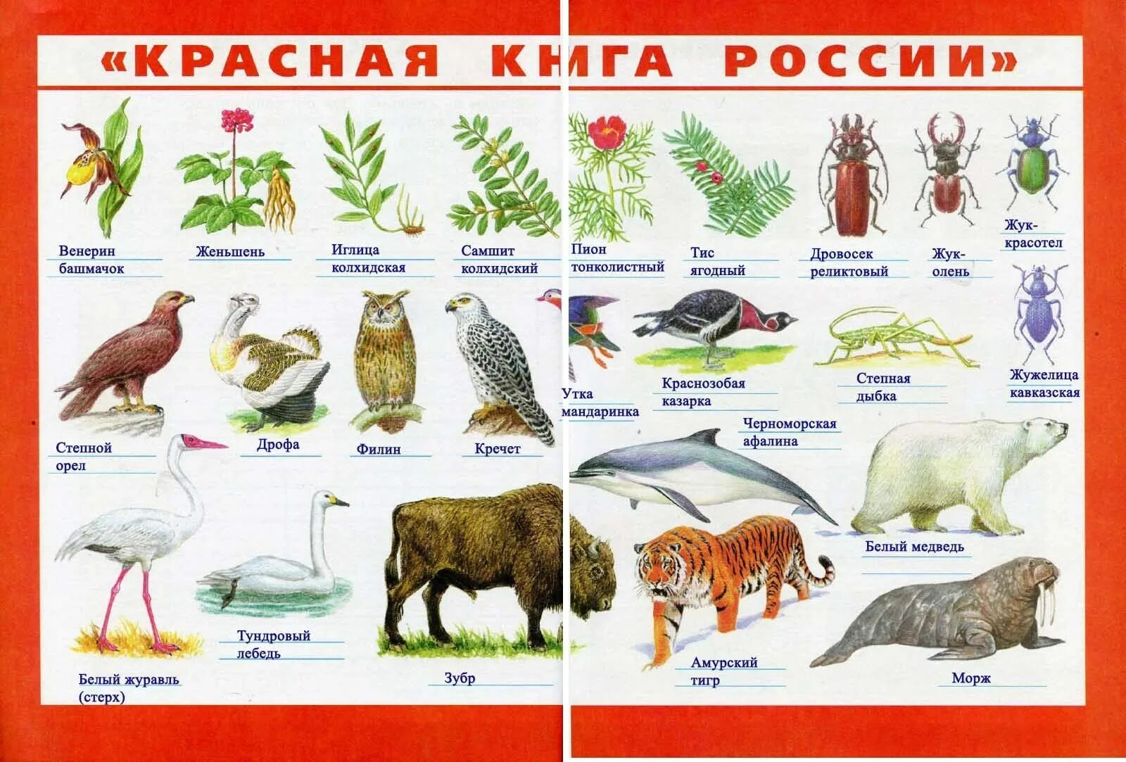 Составьте список растений и животных