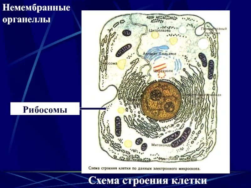 Схема строения органоидов клетки. Немембранные органеллы клетки строение. Немембранные органоиды клетки строение. Немембранные органеллы микроворсинки реснички жгутики. Строение клеток мембранные органоиды