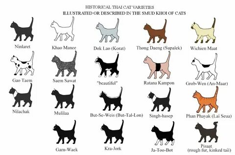 Как по русски cat