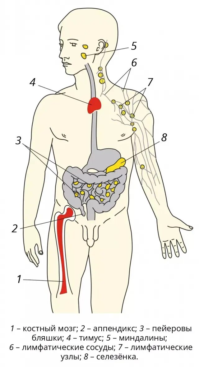Иммунная система органы иммунной системы. Аппендикс Центральный орган иммунной системы. Селезенка Центральный орган иммунной системы. Органы иммунной системы человека схема.
