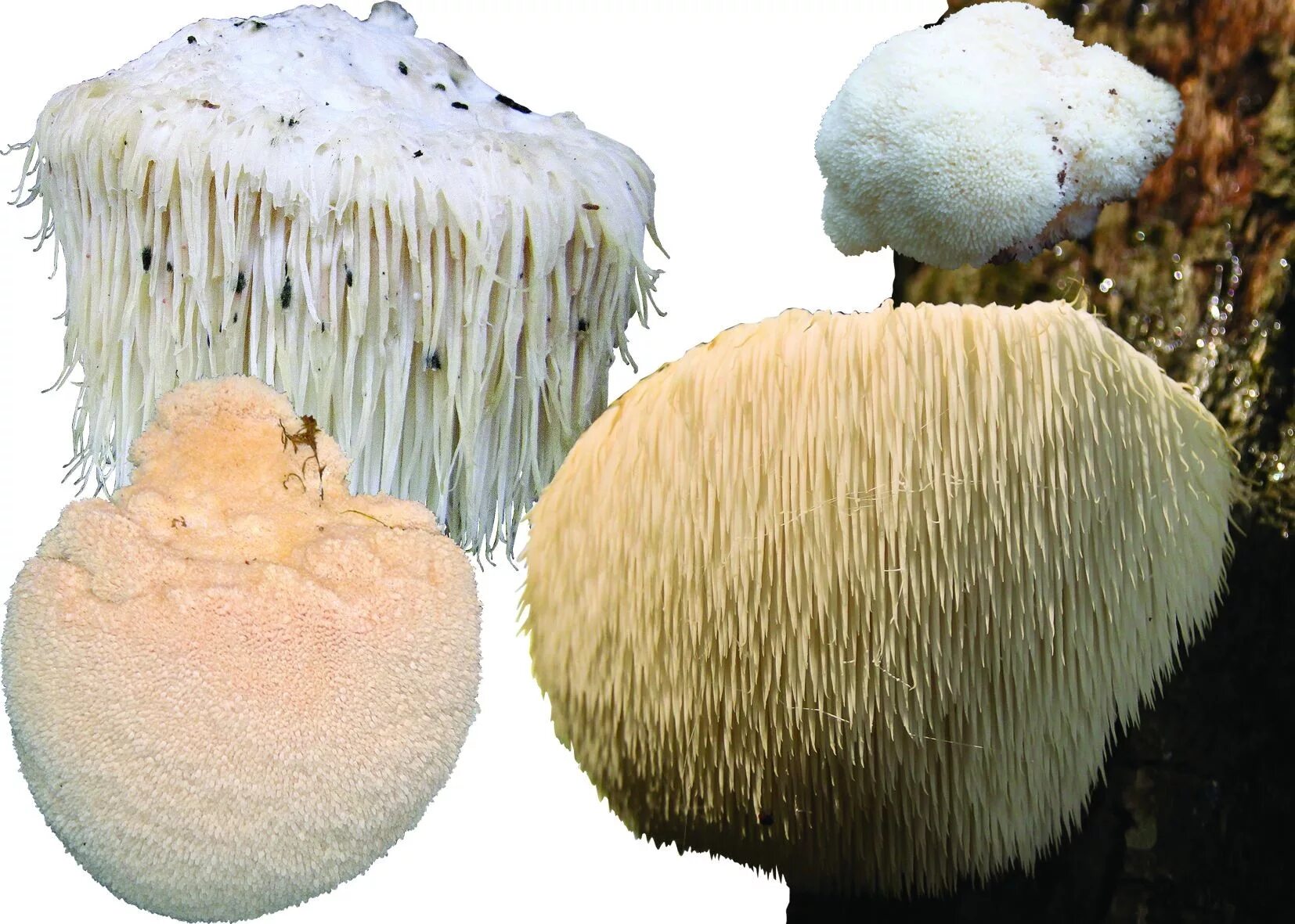 Lions mane ежевик гребенчатый. Гриб ежовик гребенчатый. Львиная грива (ежевик гребенчатый). Ежовик для чего. Ежовик для чего.